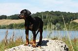 DOBERMANN 1149